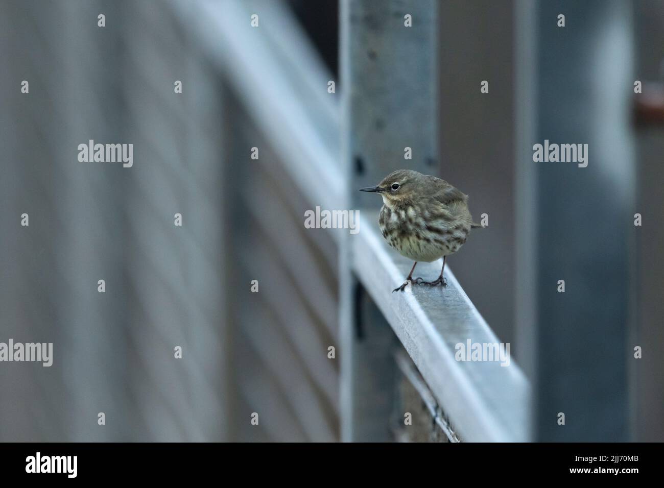 Roche européenne pipit Anthus petrosus, perchée sur les rails, Battery point, Portisead, Somerset, Royaume-Uni, mars Banque D'Images