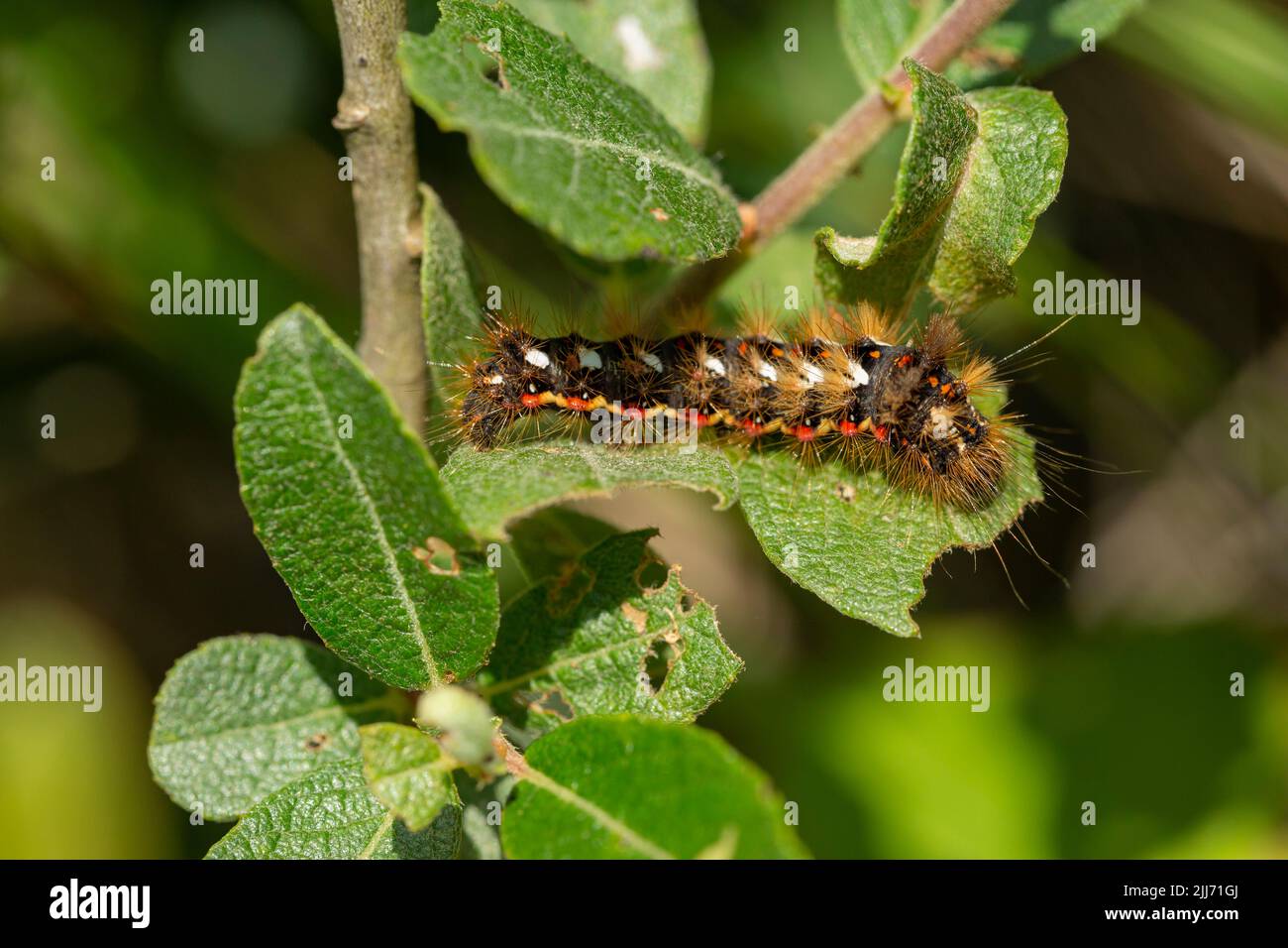 Knot grass Acronicta rumicis, larve se nourrissant de saule, Windmill Farm, Cornwall, Royaume-Uni, juillet Banque D'Images