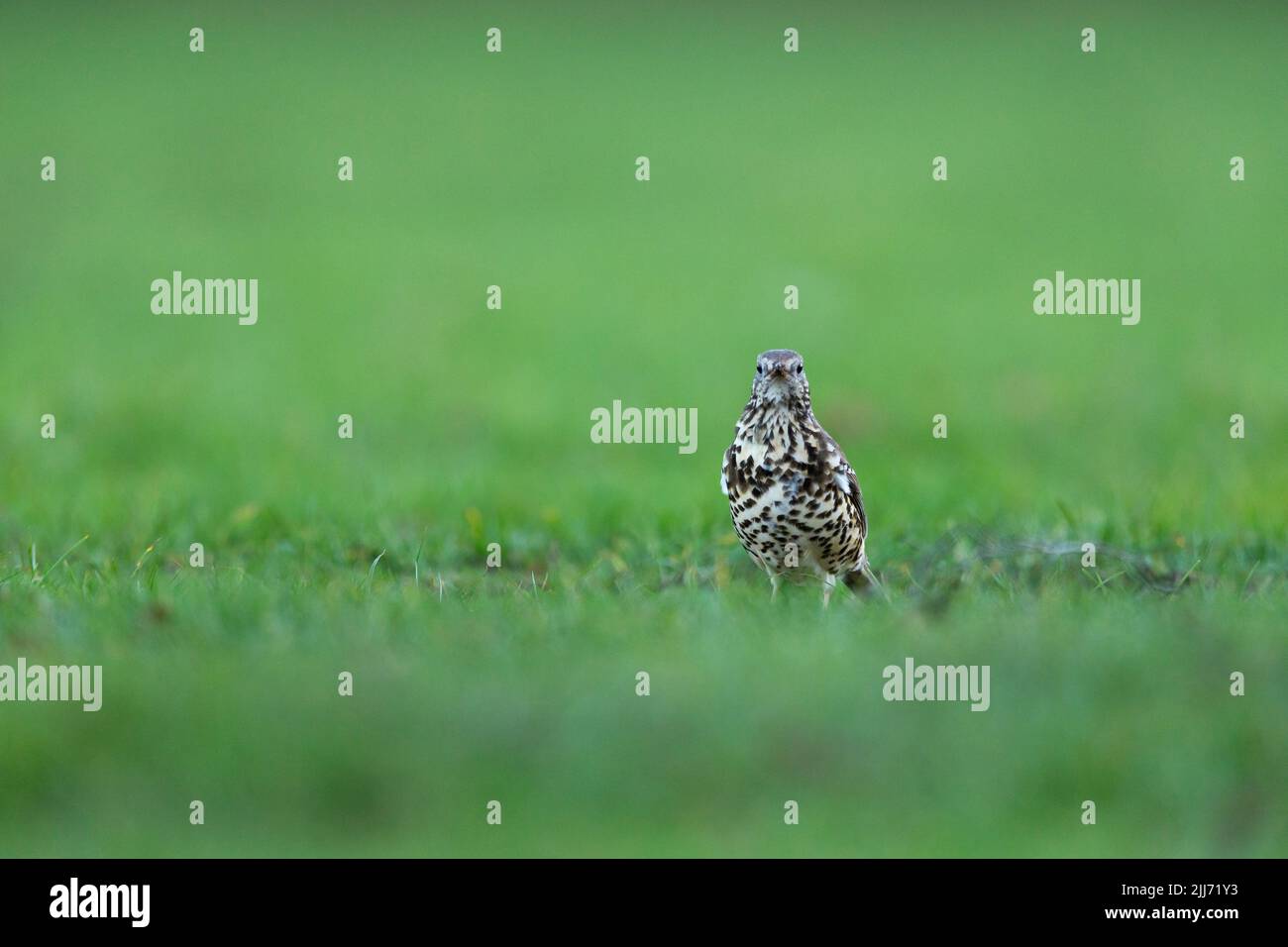 Mhistle Thrush Turdus viscivisorus, adulte de recherche sur les prairies, Speech House, Forest of Dean, Gloucestershire, Royaume-Uni, Février Banque D'Images