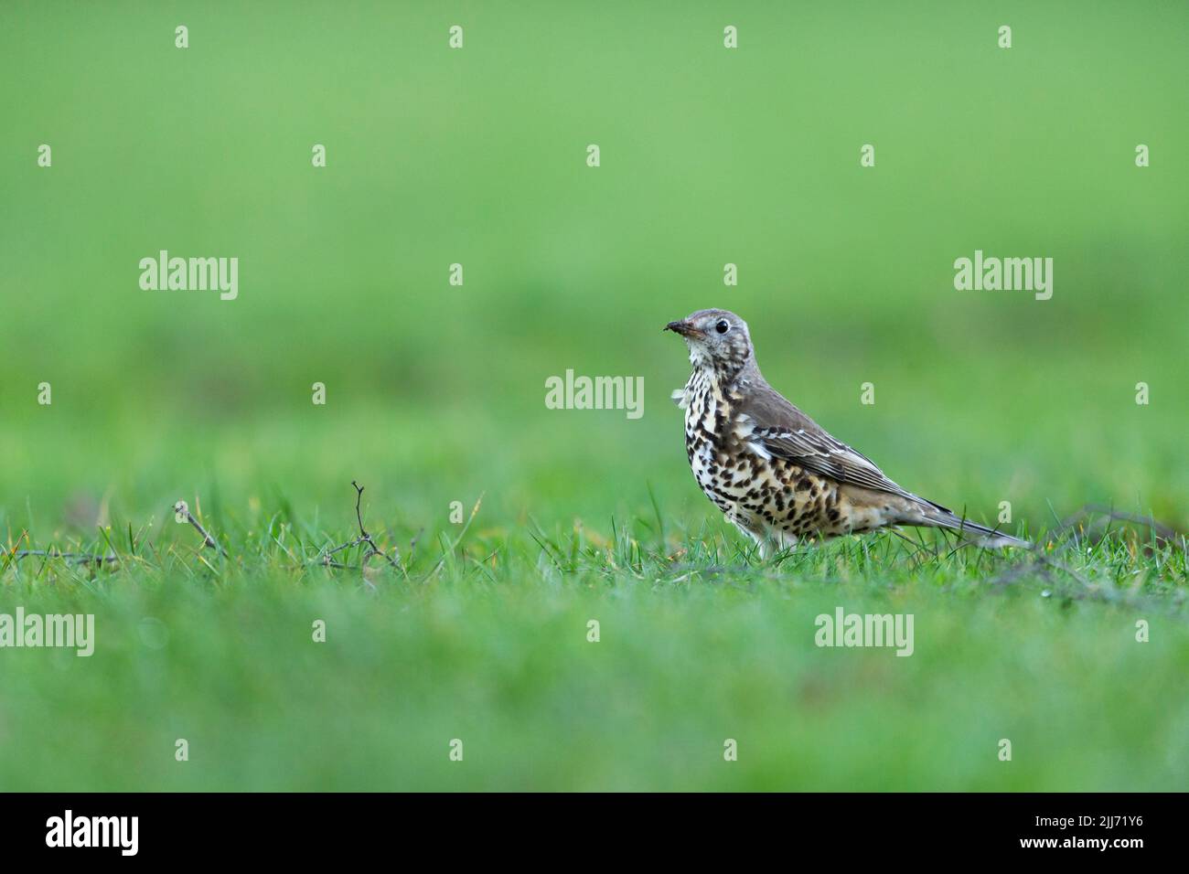 Mhistle Thrush Turdus viscivisorus, adulte de recherche sur les prairies, Speech House, Forest of Dean, Gloucestershire, Royaume-Uni, Février Banque D'Images