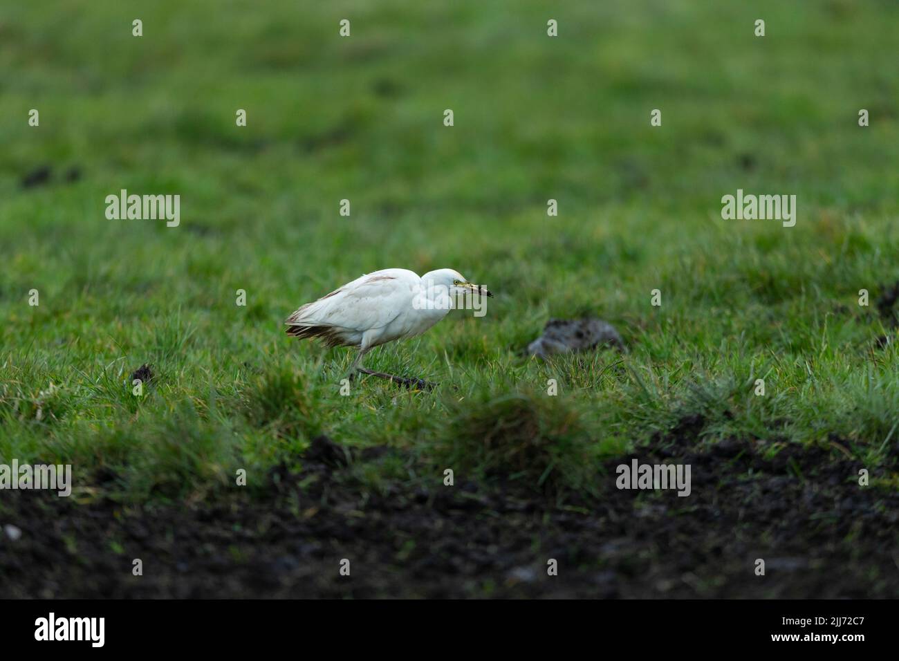 Egret de bétail de l'Ouest Bubulcus ibis, alimentation en champ, Westhay, Somerset, Royaume-Uni, Février Banque D'Images