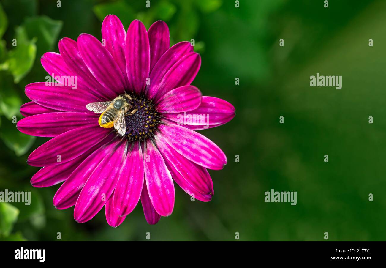 Feuille de cime (megachile) recouverte de pollen, sur une fleur de pâquerette pourpre vive (ostéospermum) - fond vert naturel Banque D'Images