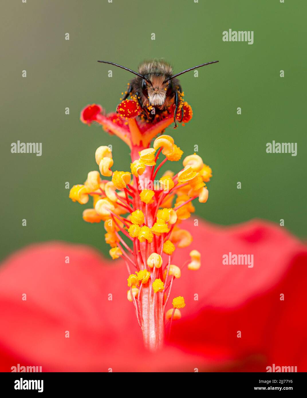 L'abeille mason mâle (osmia) recouverte de pollen, reposant sur une fleur d'hibiscus - jaune vif et rouge Banque D'Images