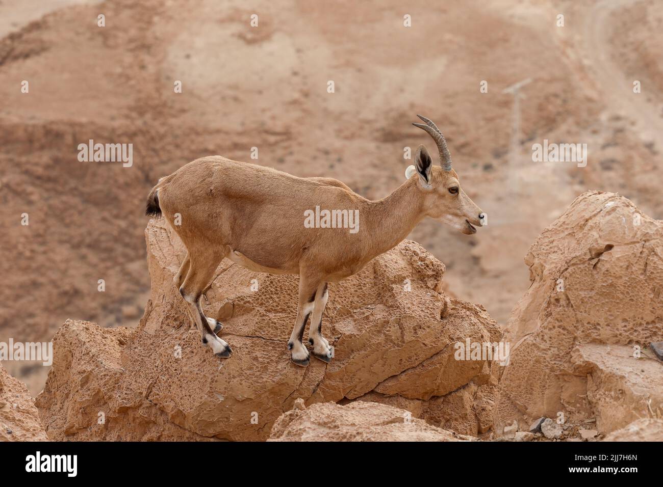 Les ibexes sont debout sur une falaise dans un paysage désertique. Banque D'Images