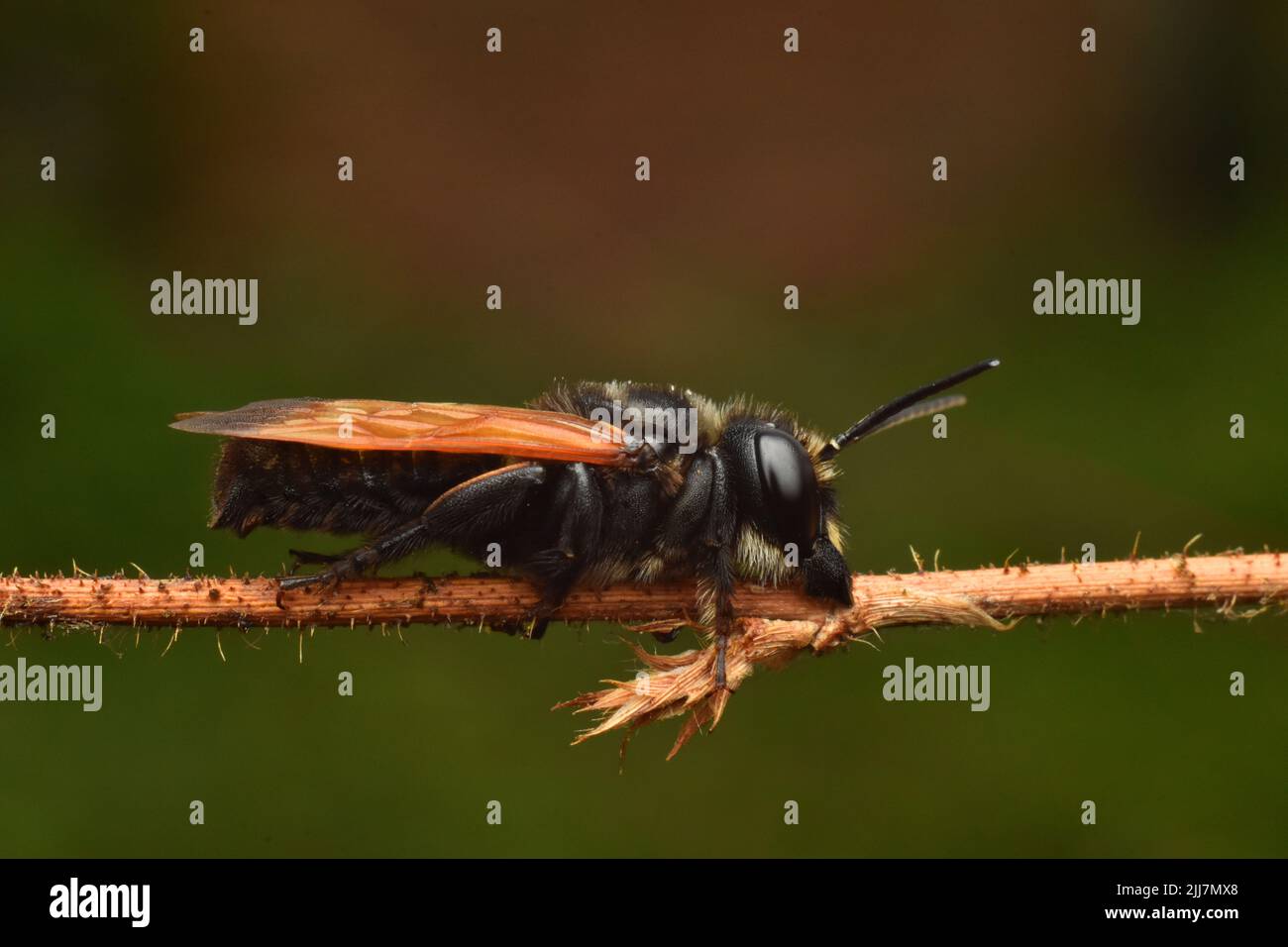 Une abeille solitaire piquant sur la branche de plante pendant le sommeil. Espèces non identifiées. Banque D'Images