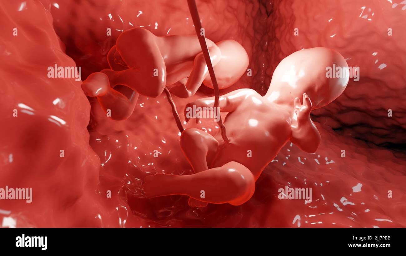 3D a rendu une illustration médicalement précise de jumeaux dans l'utérus, de jumeaux monozygotiques dans l'utérus avec un placenta unique, de fœtus jumeaux humains, de gréwi prénatal Banque D'Images
