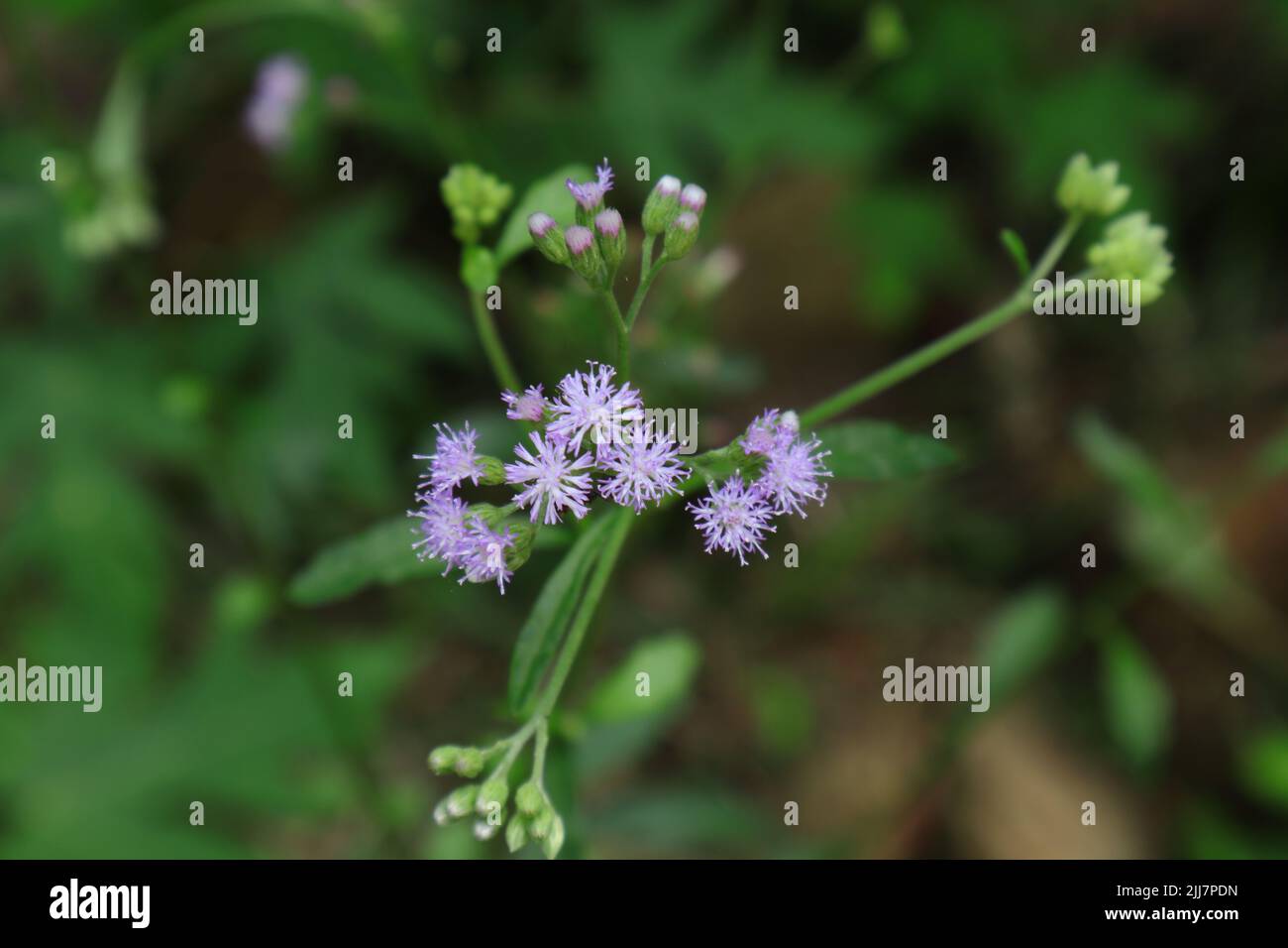 Vue en grand angle de quelques têtes de fleurs d'une petite plante Ironweed ou Monarakudumbiya (Cyanthllium Cinereum) Banque D'Images