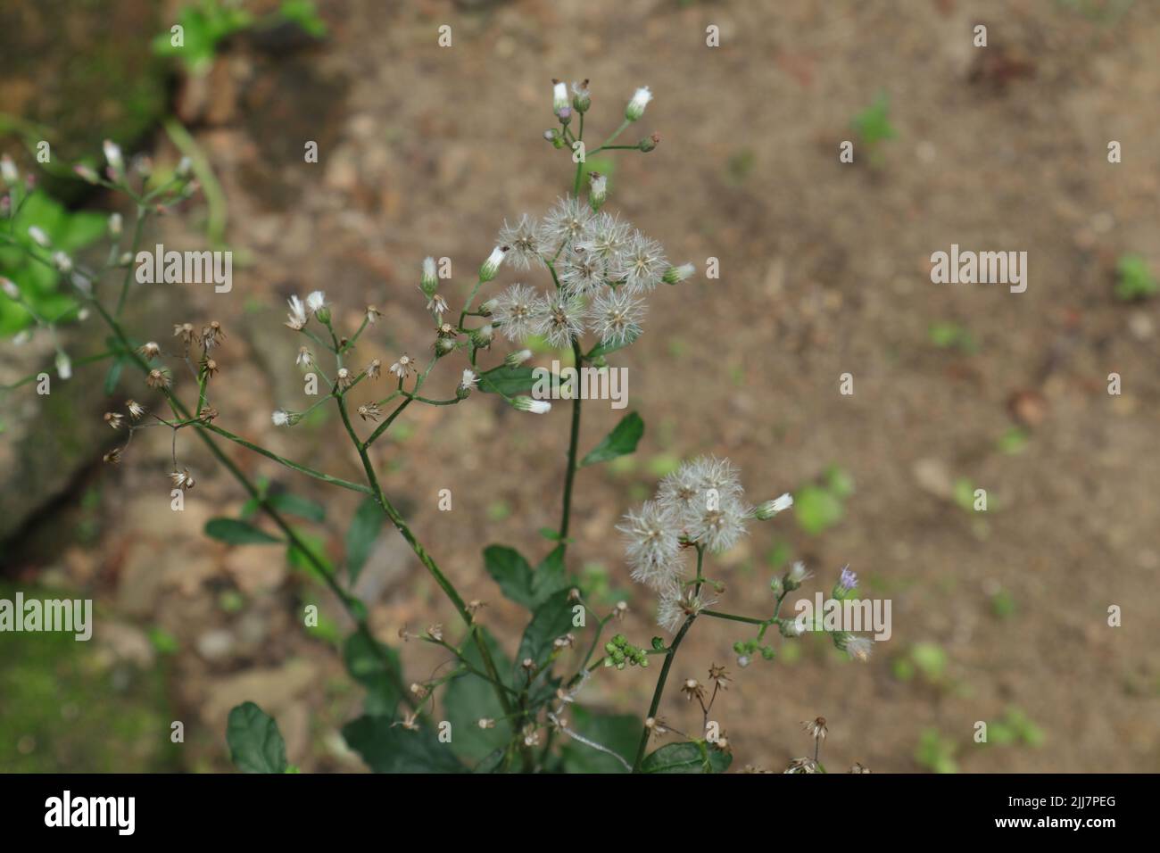 Vue en grand angle des amas de graines sèches d'une plante Ironweed ou Monarakudumbiya (Cyanthillium Cinereum) dans le jardin Banque D'Images