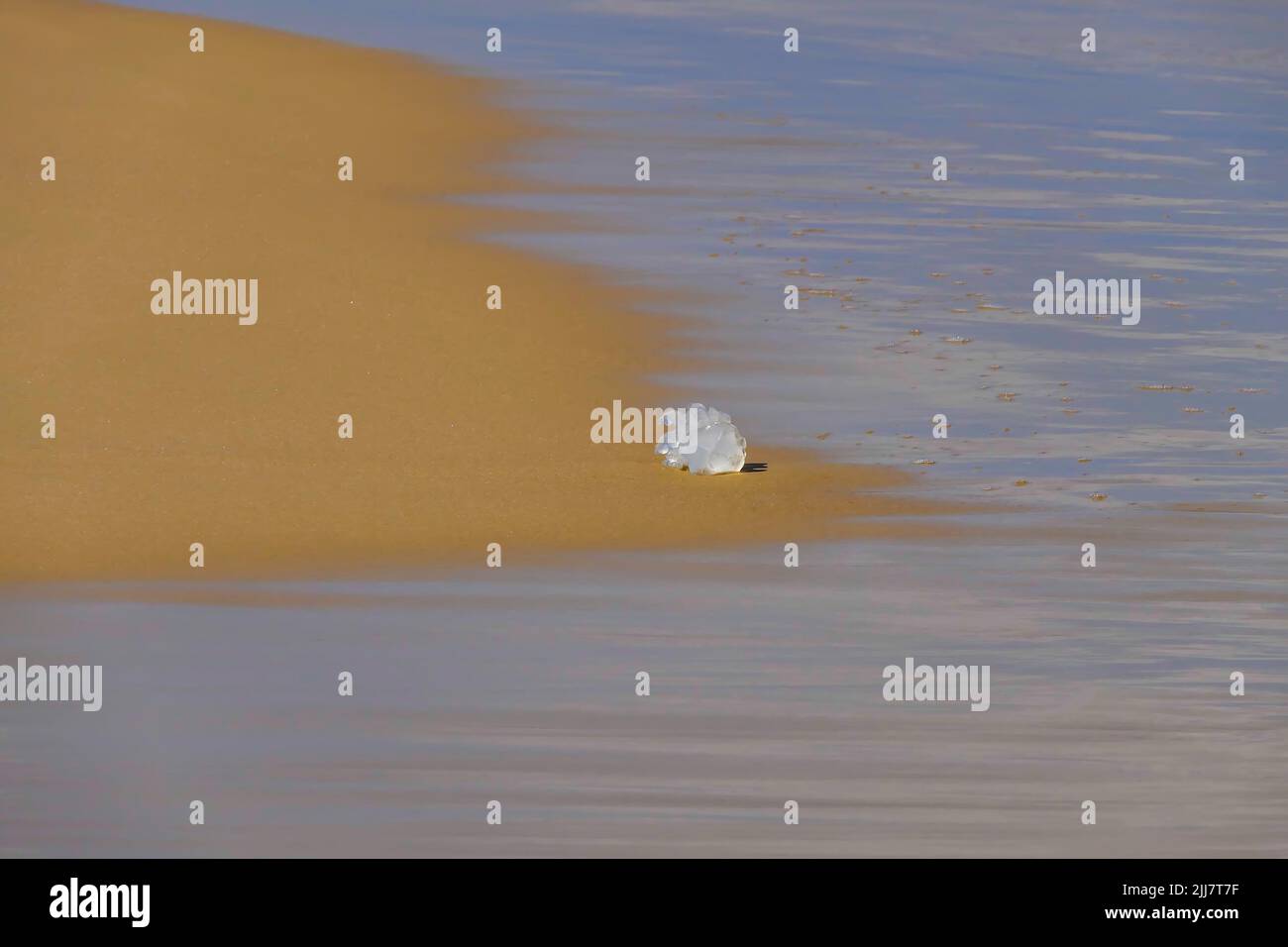 Méduses de mer à proximité sur le sable côtier. Plage de la mer Méditerranée. Israël Banque D'Images