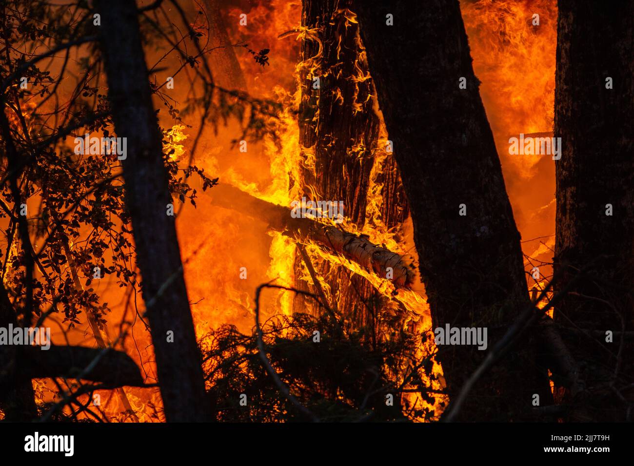 Mariposa, Californie, États-Unis. 23rd juillet 2022. Le feu de chêne brûle les arbres alors qu'il brûle dans le comté de Mariposa, en Californie. Le feu de forêt qui se déplace rapidement a commencé vendredi après-midi, provoquant l'évacuation de milliers de résidents. Crédit : Matthew Smith/Alamy Live News Banque D'Images