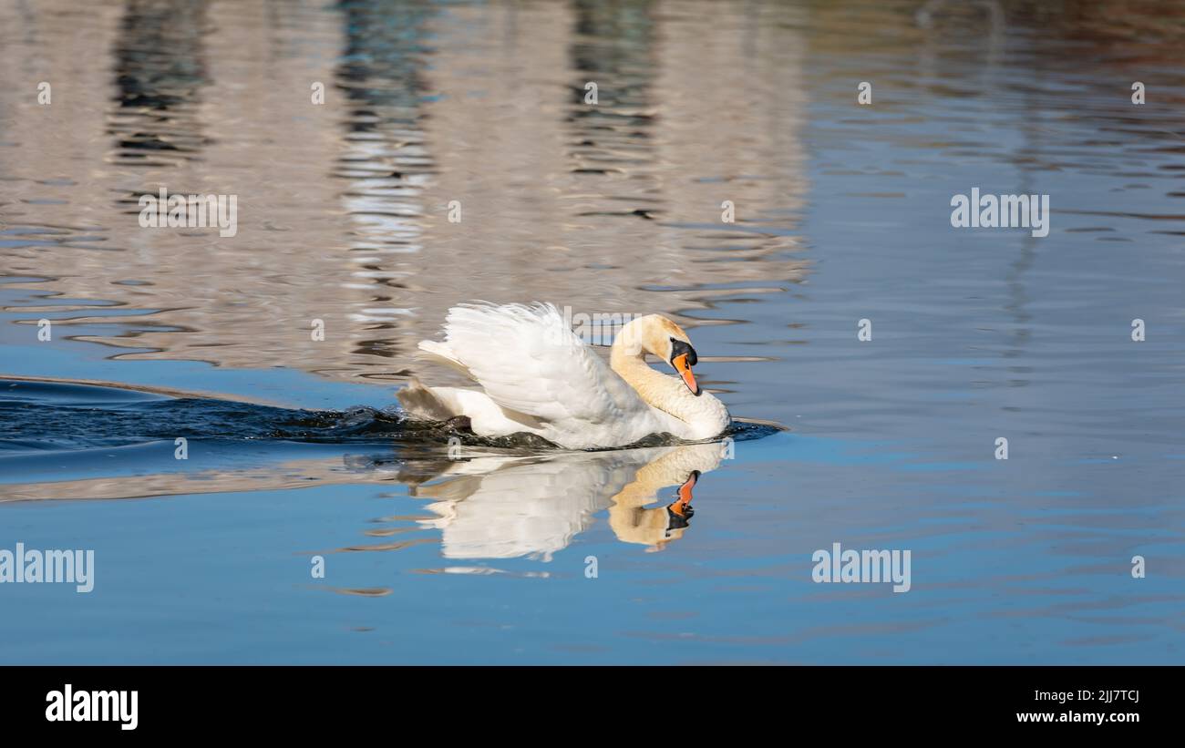 Fier cygne blanc nageant sur l'exe de rivière à Exeter, Devon, Grande-Bretagne Banque D'Images