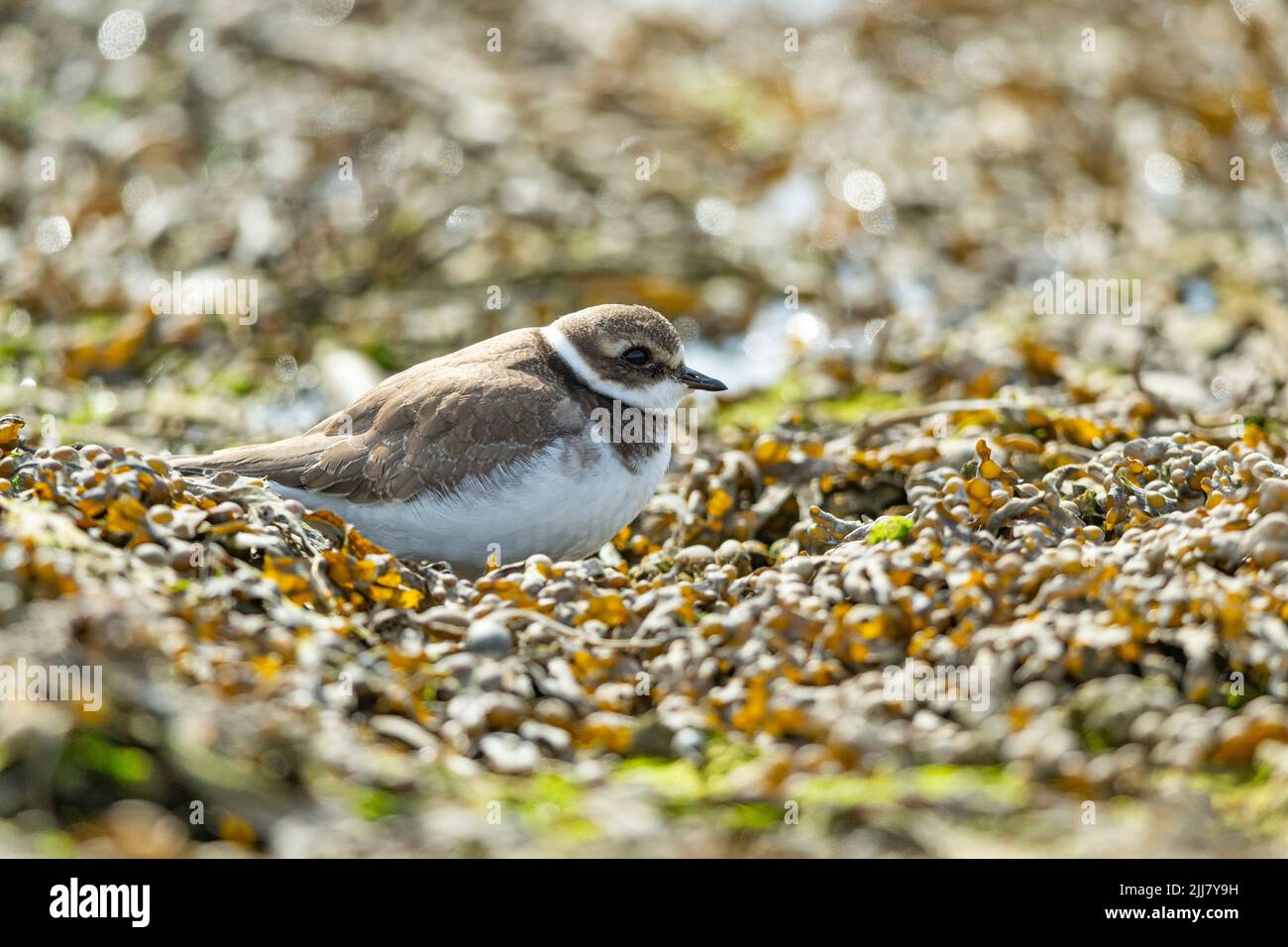 Pluvier à anneaux, Charadrius hiaticula, roosting le long de la ligne de marée, Hayle Estuary, Cornwall, Royaume-Uni, septembre Banque D'Images