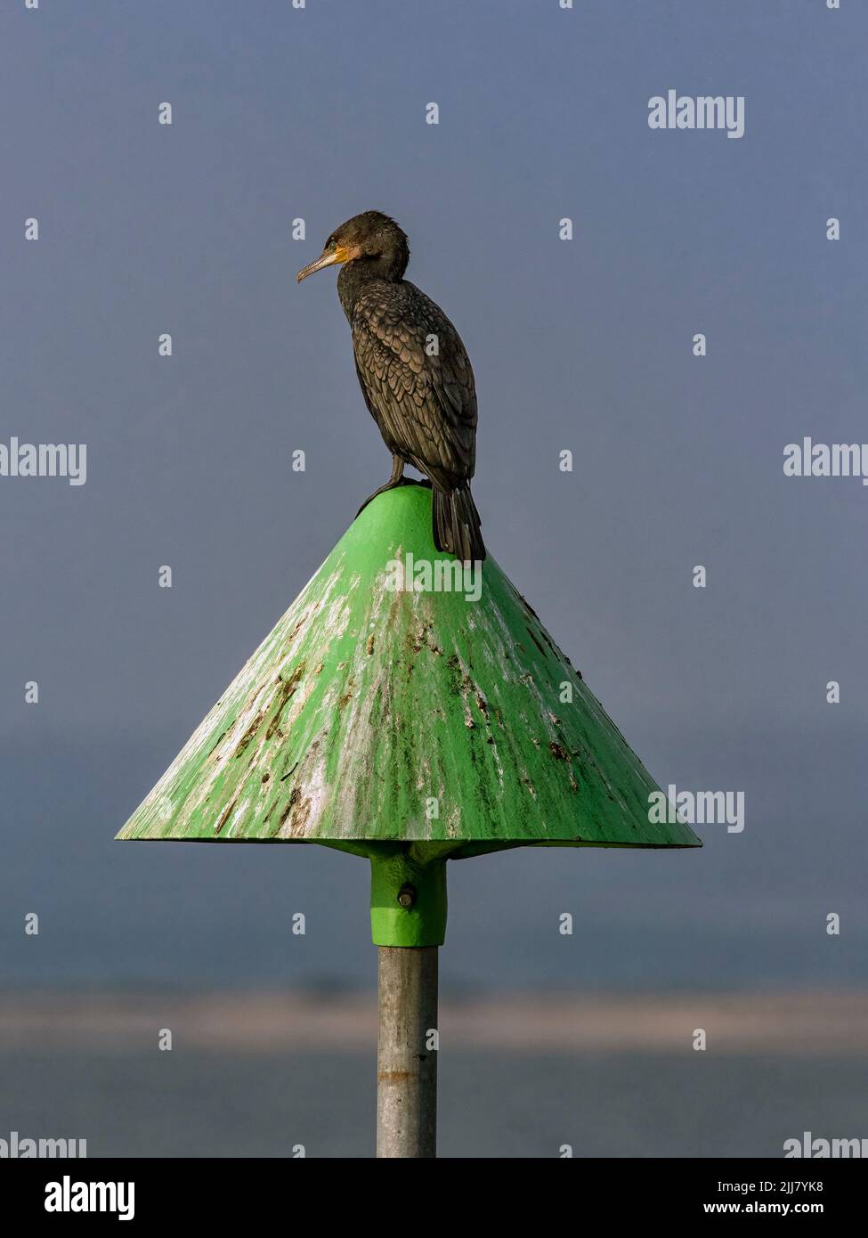 Portrait de Cormorant (Phalacrocorax carbo) perché sur un marqueur de groyne sur une plage Banque D'Images