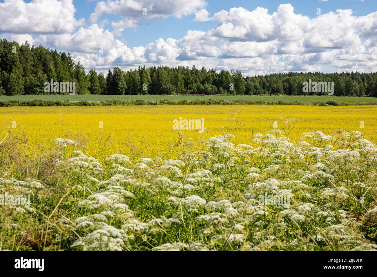 Paysage rural. Plantes en bordure de route, champ de canola, champ d'avoine et forêt. Orivesi, Finlande Banque D'Images
