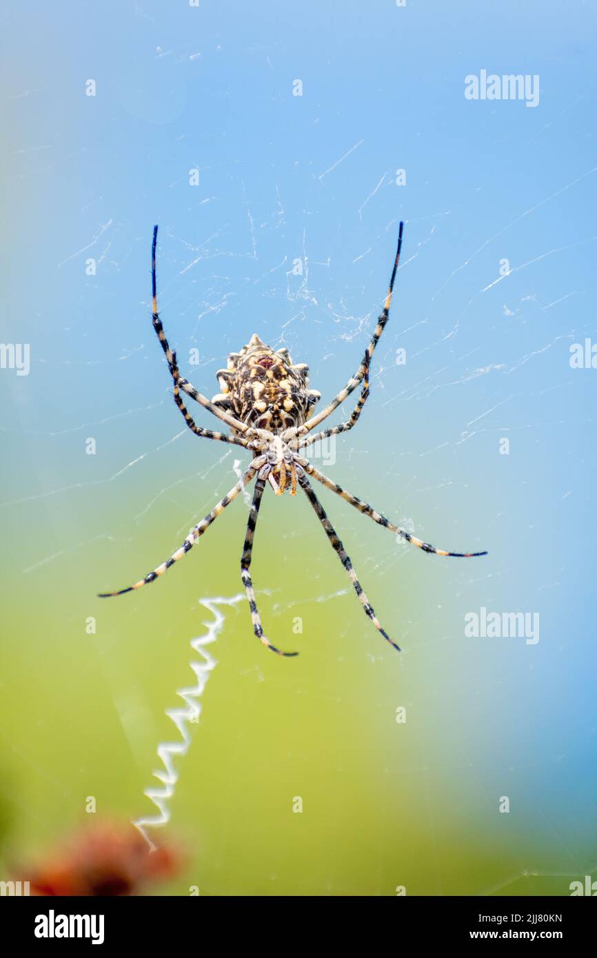 Argiope lobata Banque de photographies et d’images à haute résolution ...