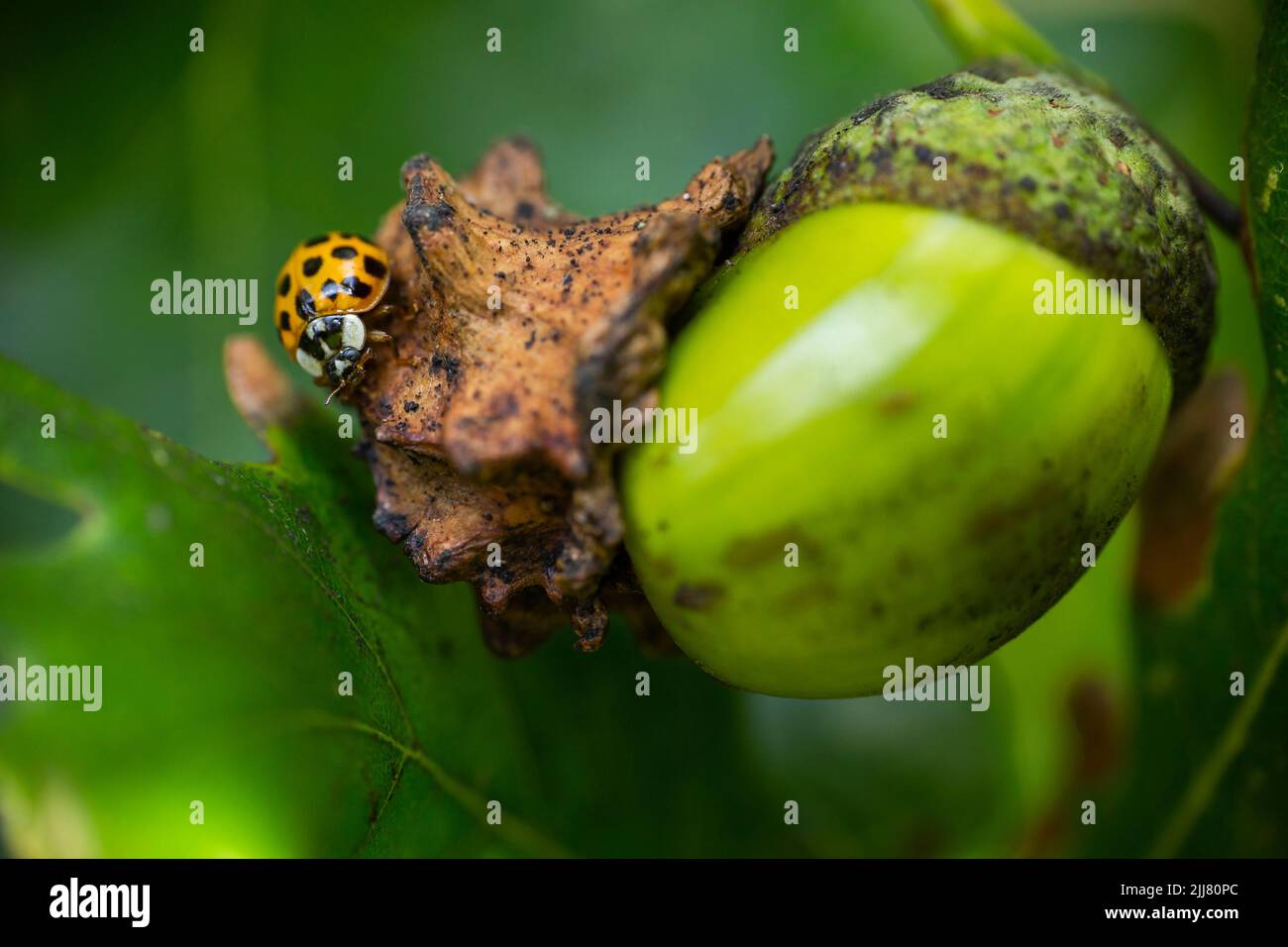 Harlequin coccinelle Harmonia axyridis, adulte gul de gardien d'corne, Derby, Derbyshire, Angleterre, Royaume-Uni, Septembre Banque D'Images