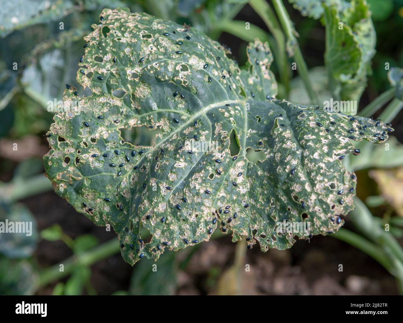 Le coléoptère des puces de chou (Phyllotreta cruciferae) ou le coléoptère des puces de crucifère. Des feuilles de chou endommagées dans le potager. Banque D'Images