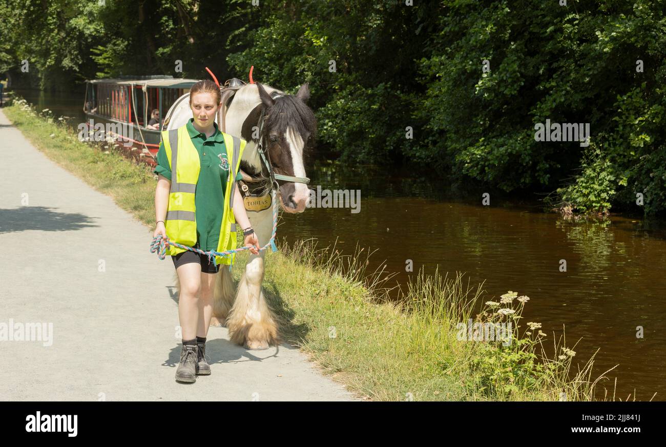 Llangollen pays de Galles royaume-uni 16 juillet 2022 bateau à rames tiré par un cheval avec des touristes prenant un voyage de plaisir le long du canal de Llangollen vieux de 200 ans dans le N Banque D'Images