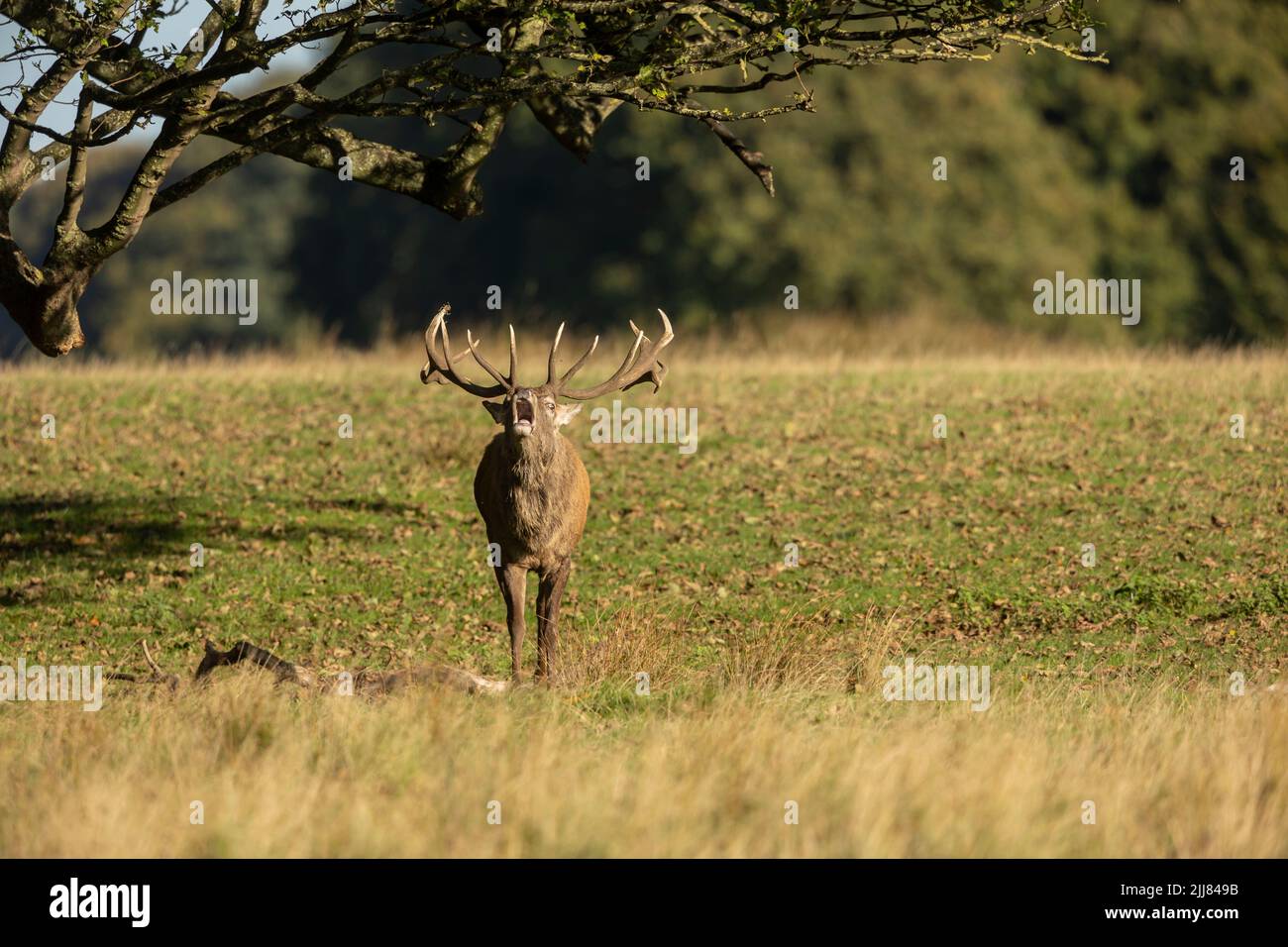 Gros plan d'un cerf de Virginie Cervus elaphus qui appelle pendant la saison de rutting à l'automne, au Royaume-Uni. Banque D'Images