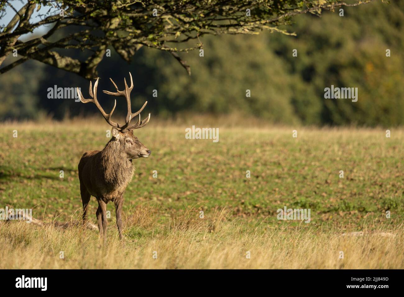 Gros plan d'un cerf de Virginie Cervus elaphus à l'automne, au Royaume-Uni. Banque D'Images