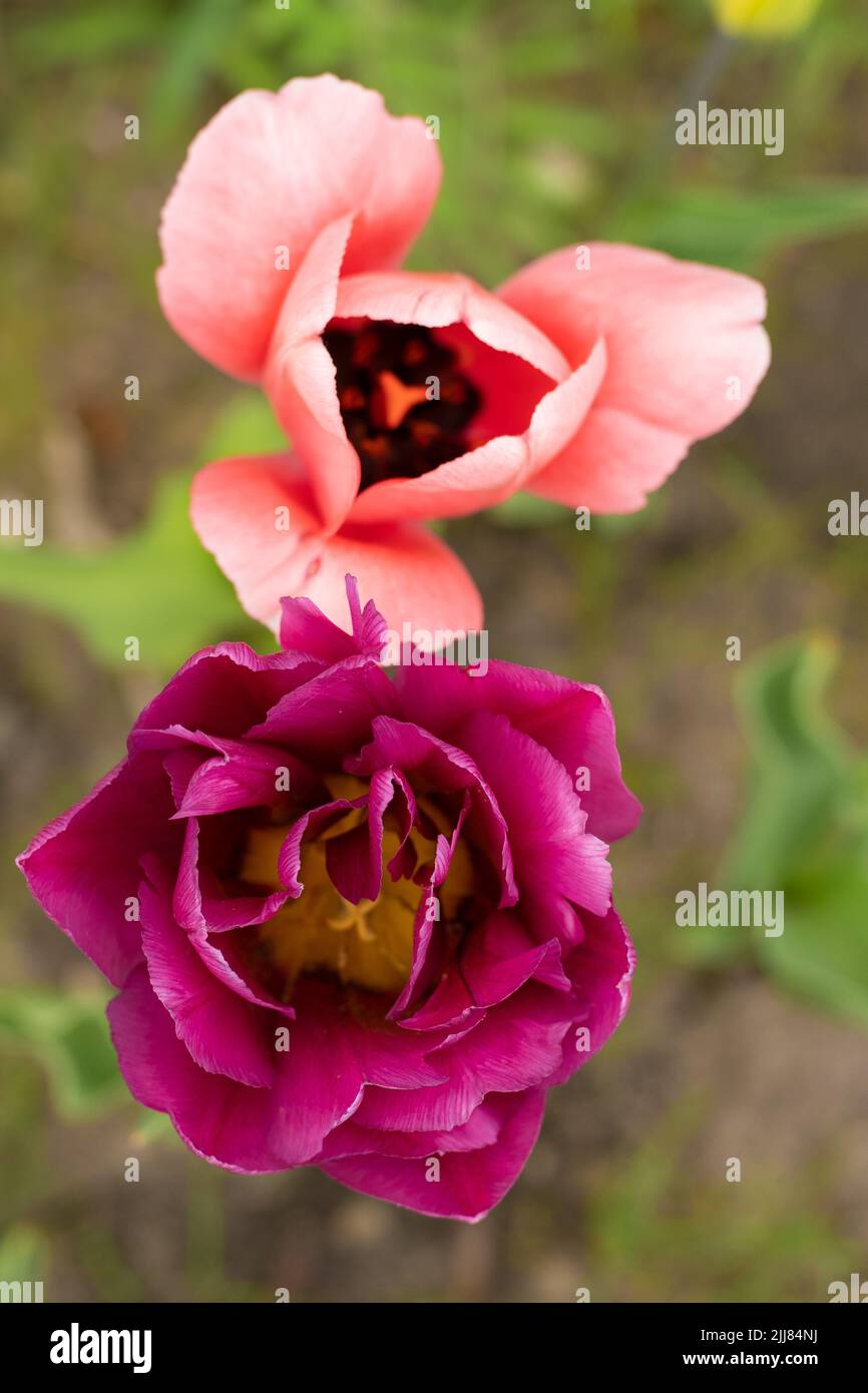 Tulipe Bourgogne luxuriante. Tulipes roses dans un lit de fleur. Tulipes à double floraison. Nightwatch Tulip Double fin Midnight Magic. Lit à fleurs dans le jardin. Belles fleurs de printemps. Fond floral. Jardinage Banque D'Images