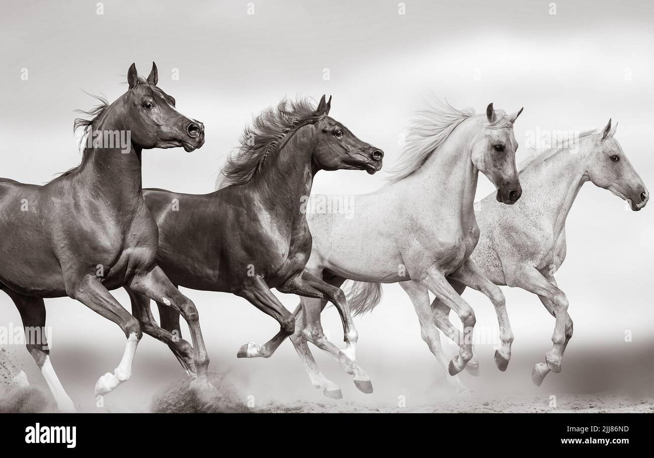 Étalons arabes sauvages qui se rassemblent dans un troupeau sur un sauvage. Des chevaux arabes de race pure galopant dans les prairies sauvages ensemble. Des chevaux sauvages qui s'exécutent en liberté Banque D'Images