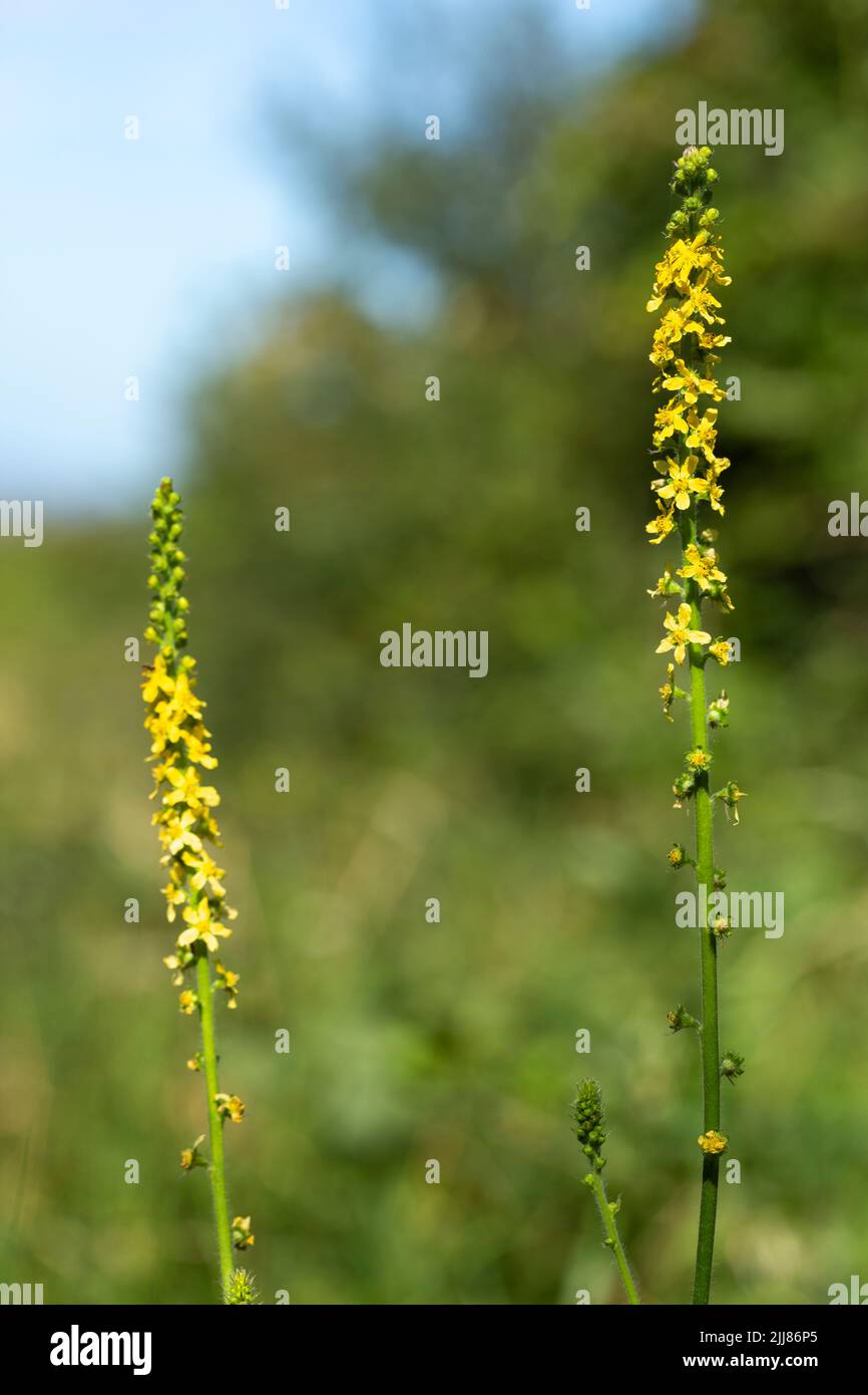 Agrimony Agrimonia eupatoria, racames en fleur, Hellenge Hill, Somerset, Royaume-Uni, Juillet Banque D'Images