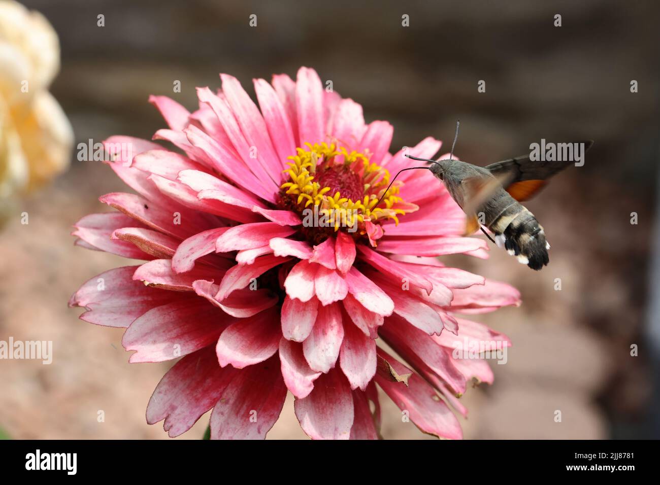 Hummingbird Hawk-Moth, papillon vole à une fleur Banque D'Images