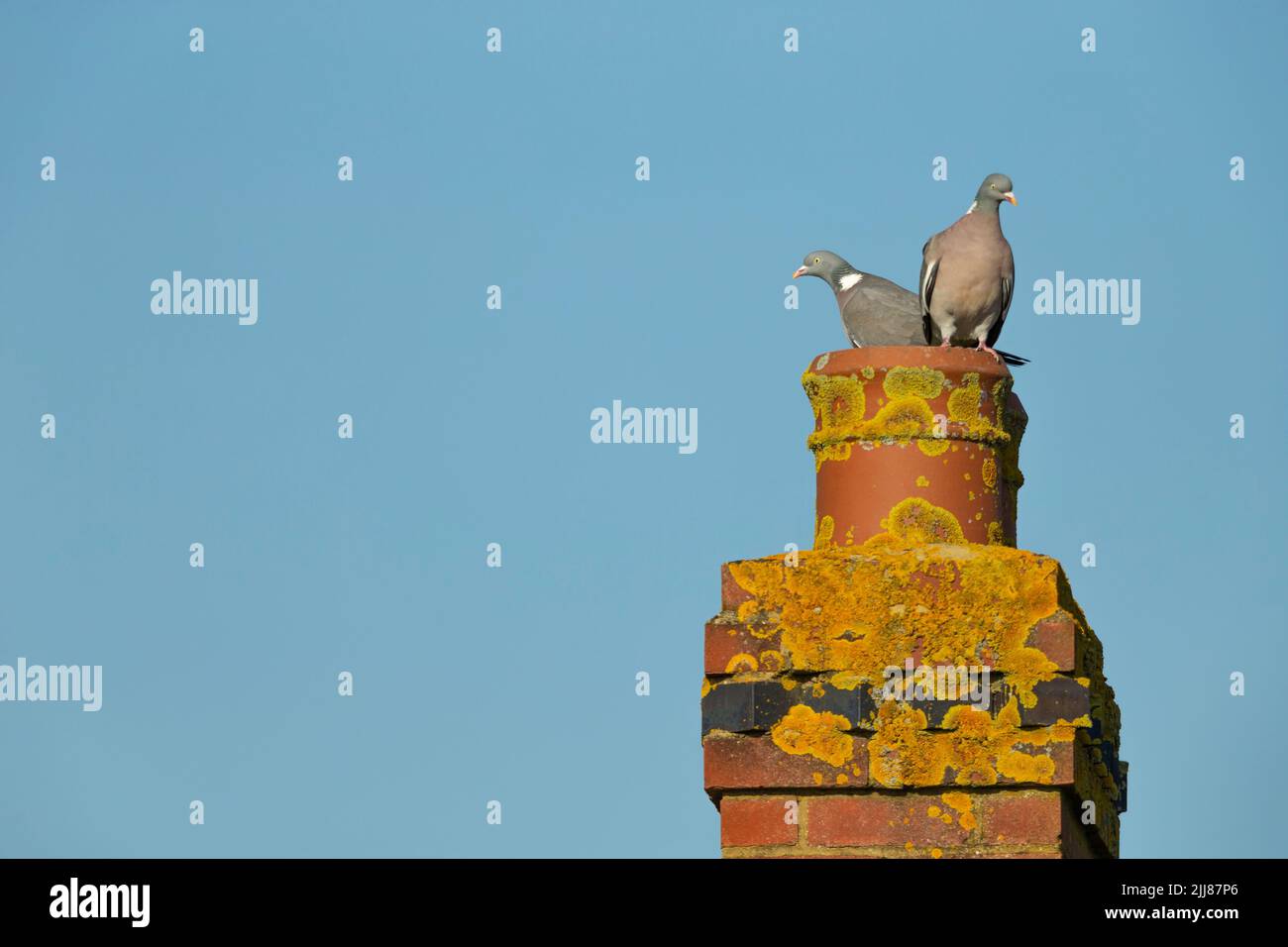 Pigeon en bois commun Columba Palumbus, paire, perchée sur une cheminée couverte de lichen, Weston-Super-Mare, Somerset, Royaume-Uni, mars Banque D'Images