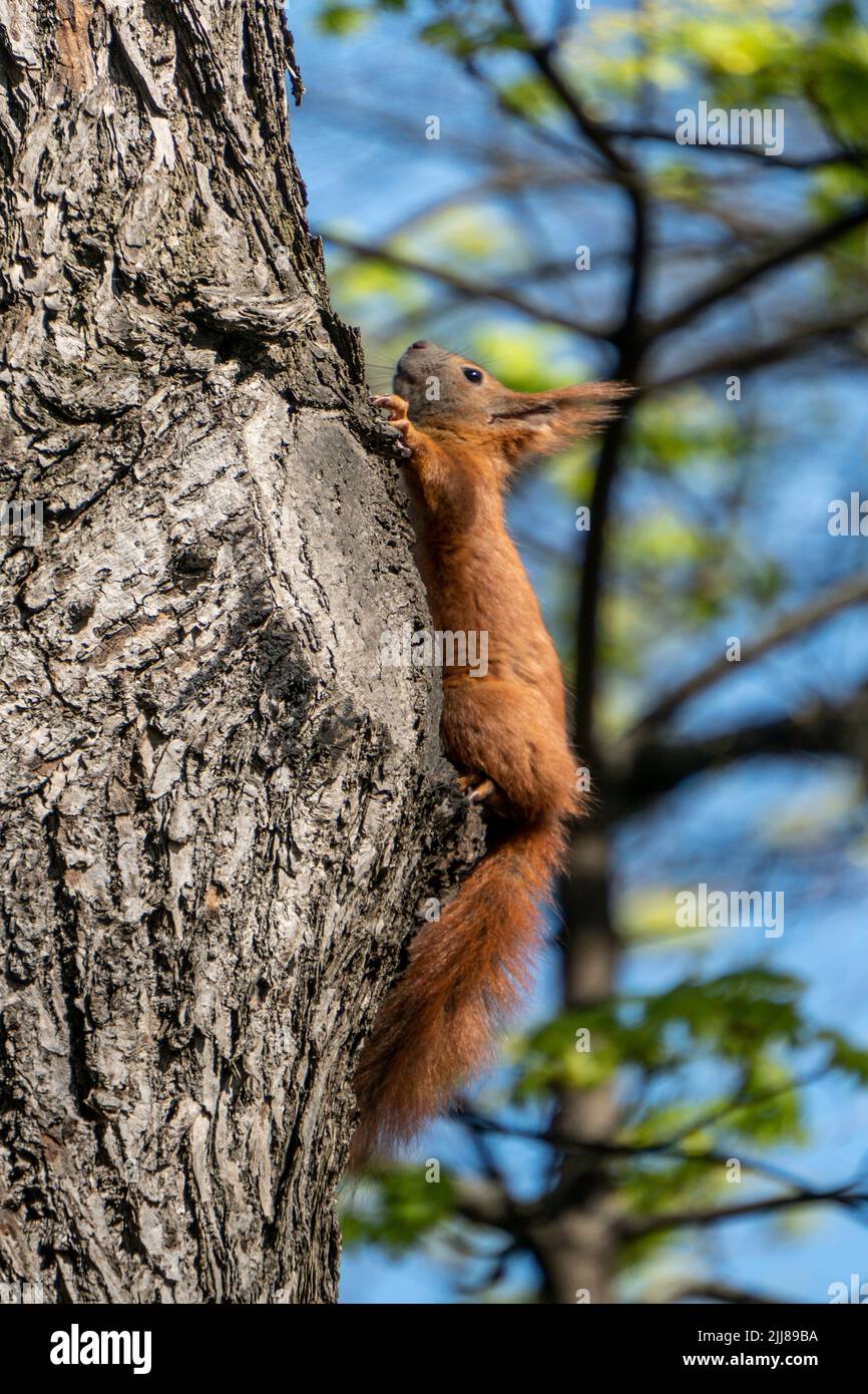 Eichhörnchen im Baum , Sciurus vulgaris, Berlin, Allemagne, Europa Banque D'Images