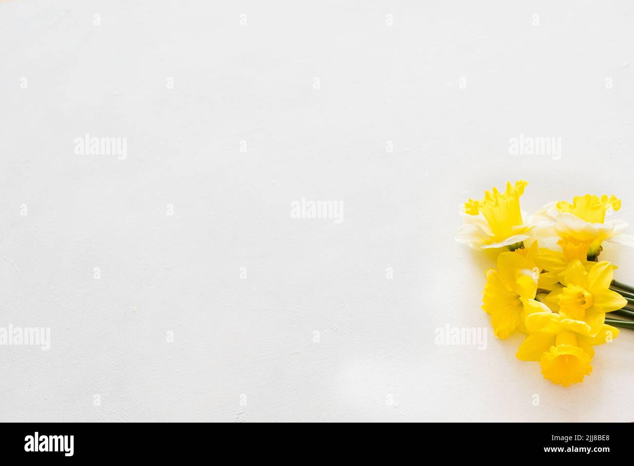 narcisse jaune fond blanc fleur de printemps Banque D'Images