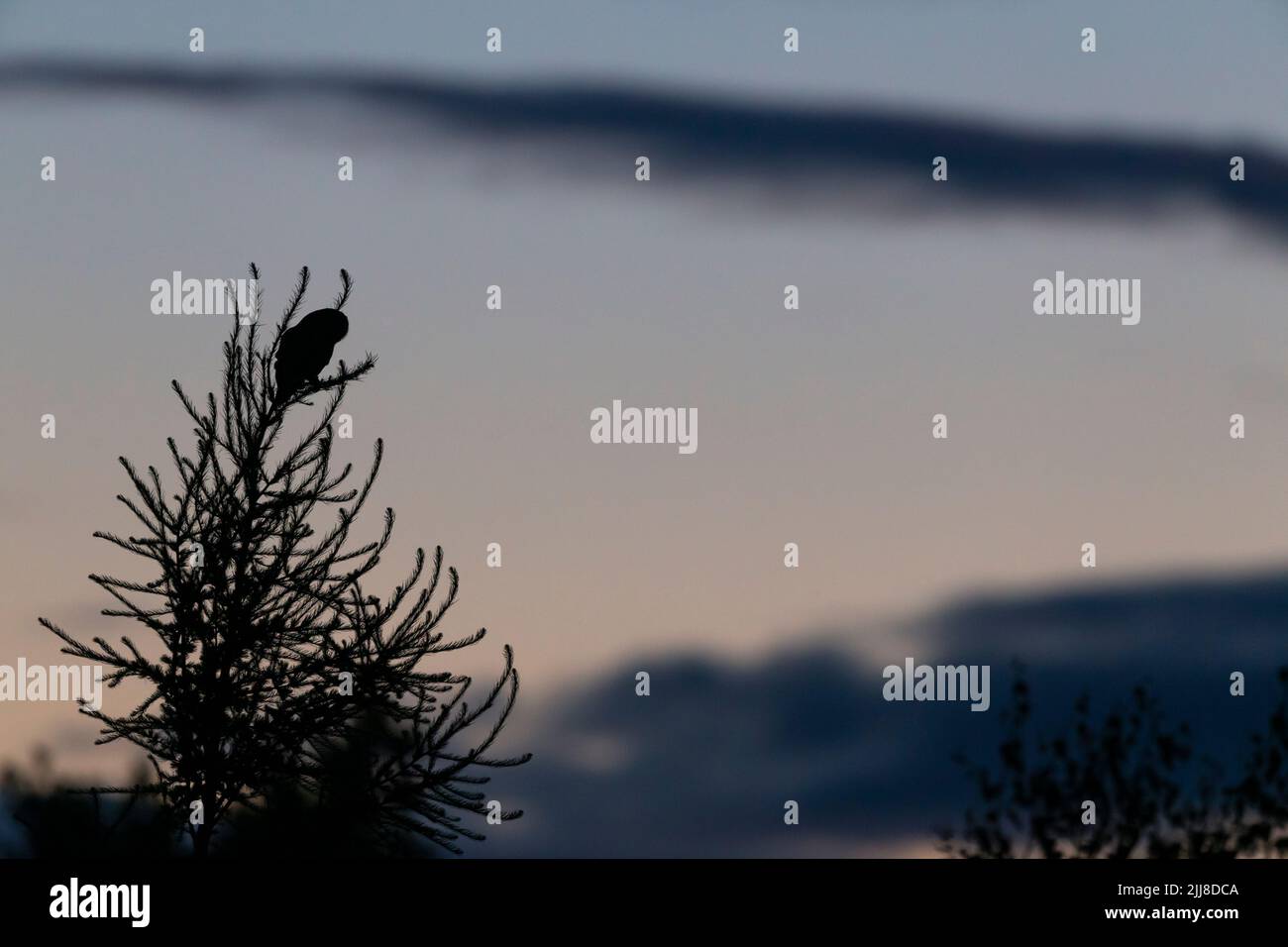 Hibou de Tawny Strix aluco, adulte perchée dans un conifères au crépuscule, Crabtree Hill, Forest of Dean, Gloucestershire, Royaume-Uni, Juillet Banque D'Images