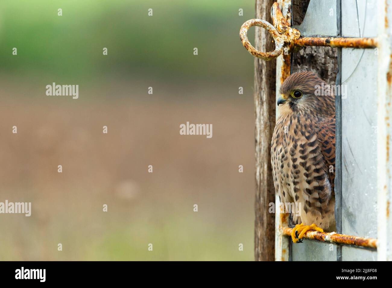 Kestrel commun Falco tinnunculus (captive), femelle adulte, perchée dans une fenêtre cassée, Hawk Conservancy Trust, Hampshire, Royaume-Uni, novembre Banque D'Images