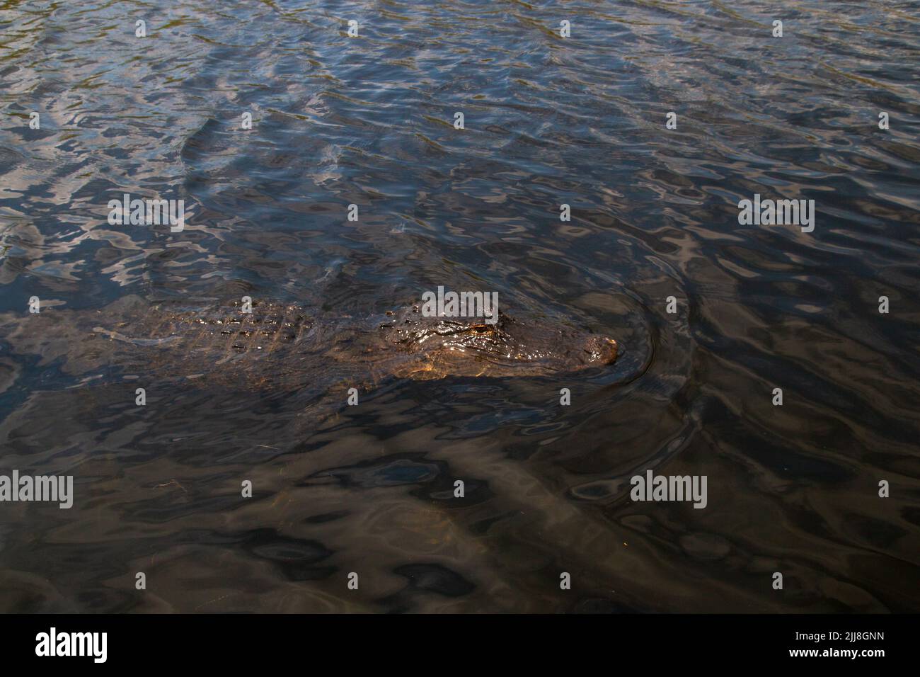 Alligator américain sauvage au parc national des Everglades, grand reptile de crocodiles originaire du sud-est des États-Unis, en Floride Banque D'Images