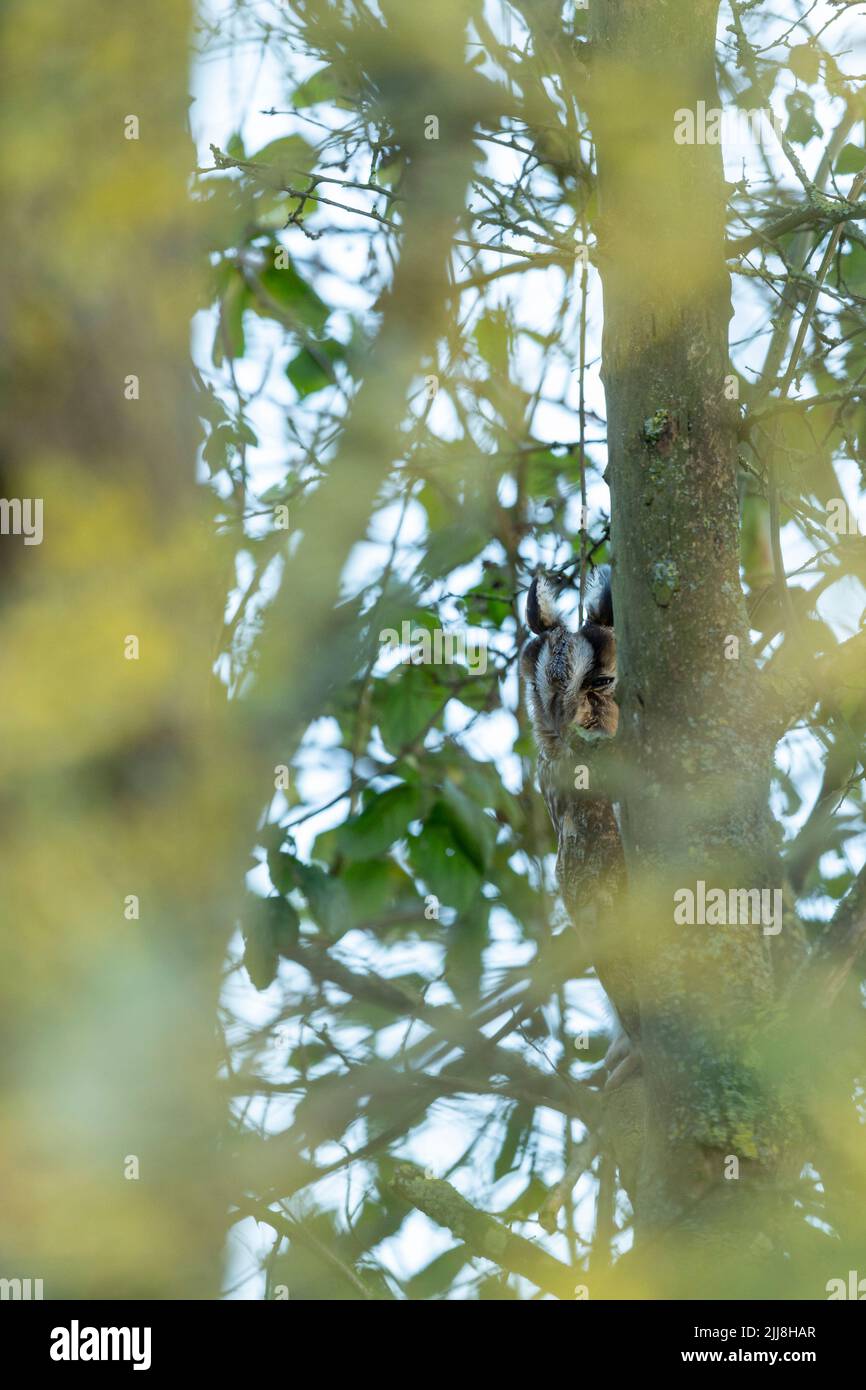 Hibou à longues oreilles ASIO otus, adulte, roosting à hedgerow, Oxfordshire, Royaume-Uni, Février Banque D'Images