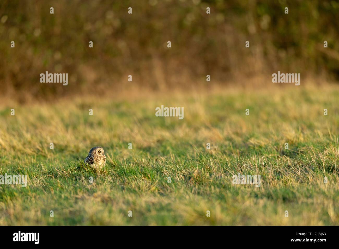 Hibou à éons courts ASIO flamme, adulte, au repos parmi les herbes, Oxfordshire, Royaume-Uni, Février Banque D'Images