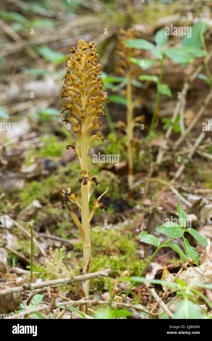 Orchidée à nid d'oiseau Neottia nidus-avis, unique pointe dans un cadre boisé, réserve naturelle de Warburg, Oxfordshire, Royaume-Uni, juillet Banque D'Images