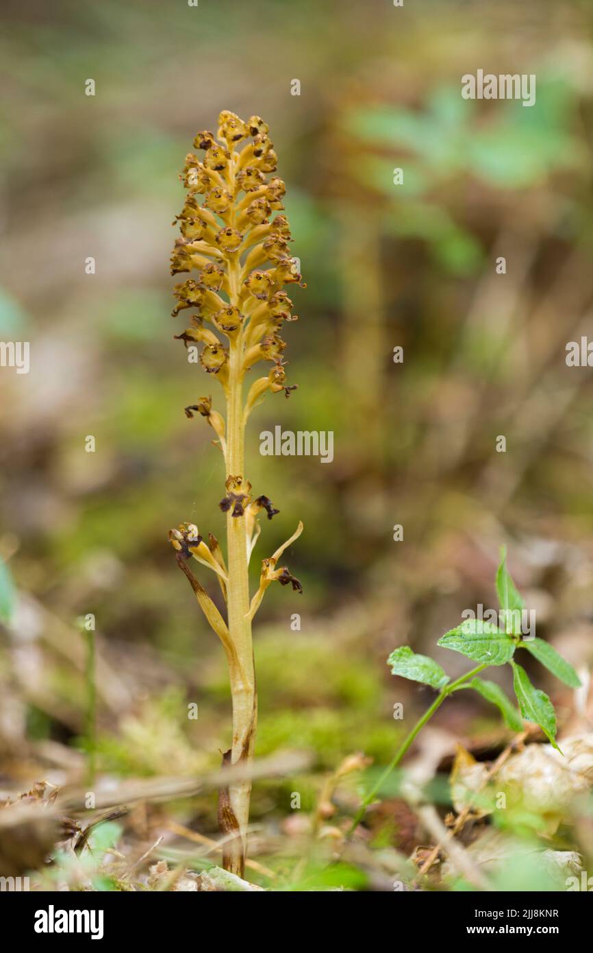 Orchidée à nid d'oiseau Neottia nidus-avis, unique pointe dans un cadre boisé, réserve naturelle de Warburg, Oxfordshire, Royaume-Uni, juillet Banque D'Images