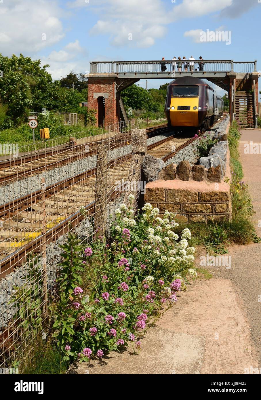 La valériane rouge qui grandit à côté du chemin de fer de Dawlish Warren lorsqu'un train de Cross Country passe à travers. Banque D'Images