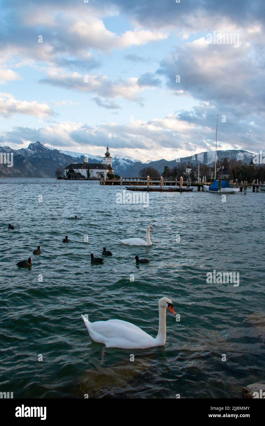 Couple de cygnes et jeunes cygnes au lac Traunsee près du château Schloss Orth à Gmunden, Salzkammergut, Autriche Banque D'Images