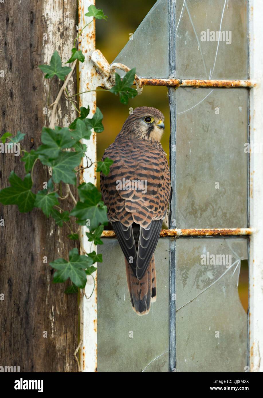 Kestrel commun Falco tinnunculus, femelle adulte perchée dans une fenêtre cassée, Hawk Conservancy Trust, Hampshire, Royaume-Uni, novembre Banque D'Images