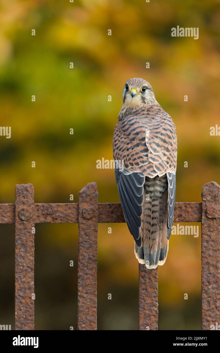 Kestrel commun Falco tinnunculus, femelle adulte perchée sur une clôture métallique, Hawk Conservancy Trust, Hampshire, Royaume-Uni, novembre Banque D'Images