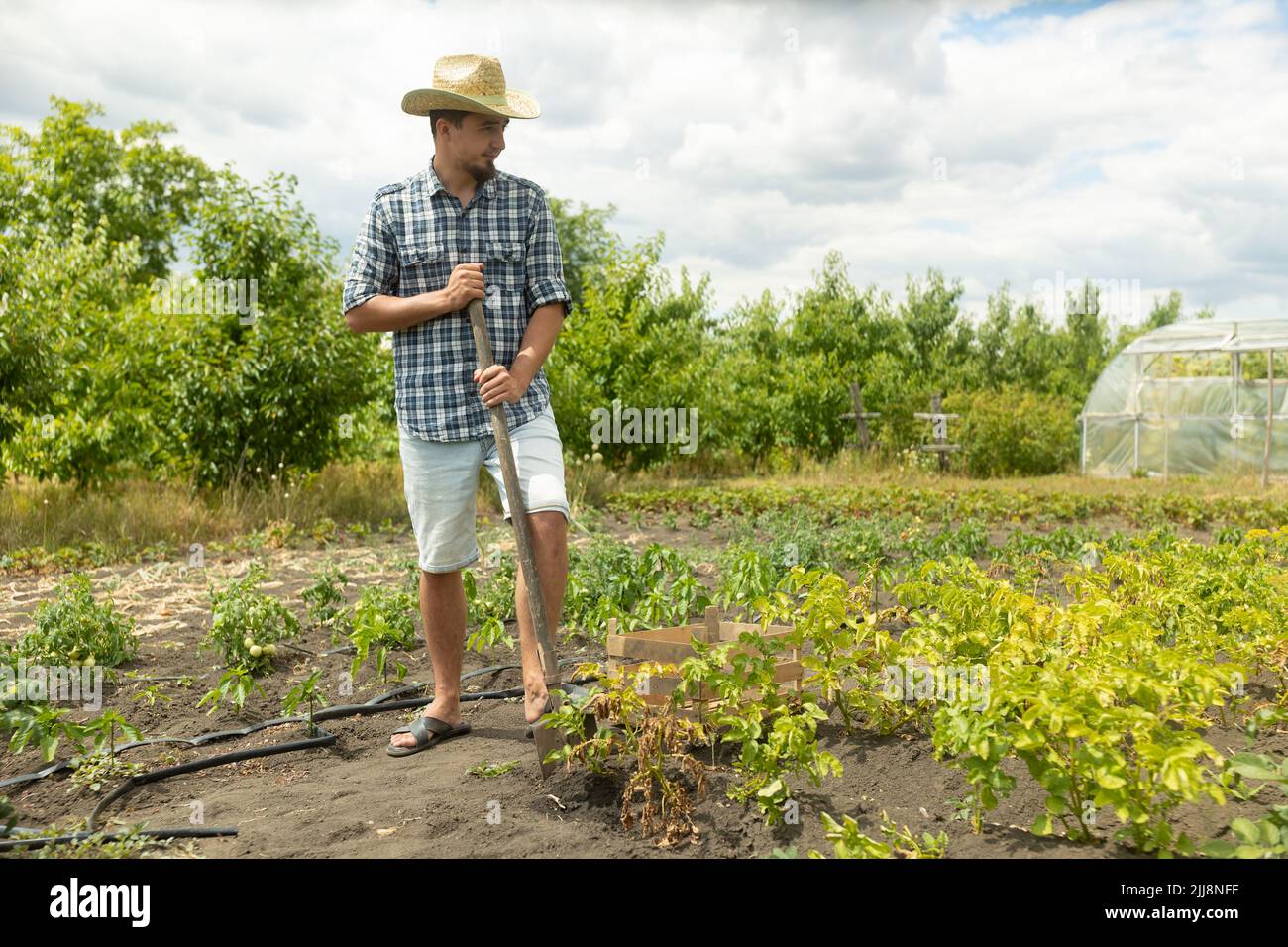 Un fermier dans le chapeau creuse une pomme de terre avec une pelle sur le jardin Banque D'Images