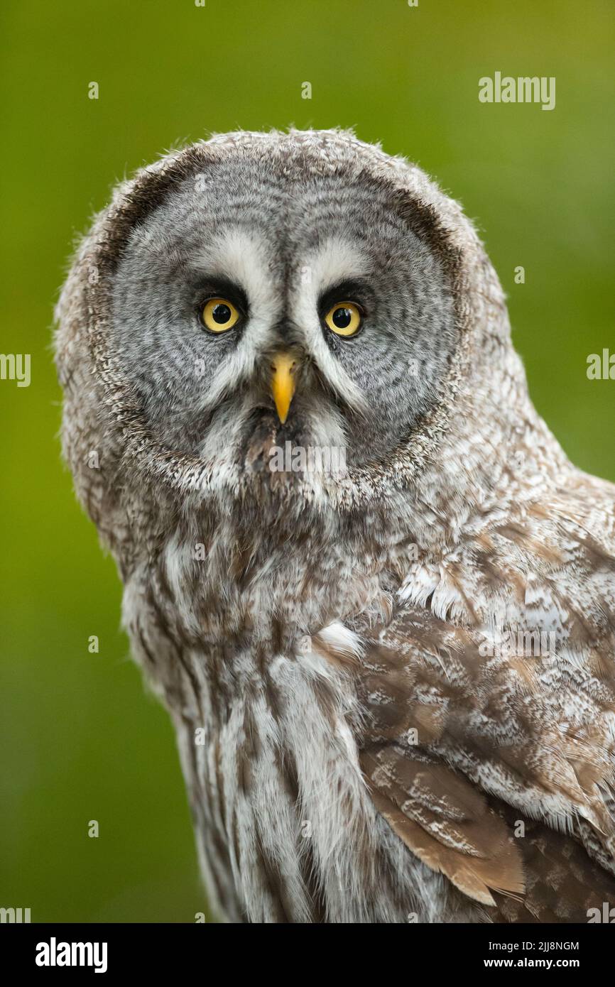 Grand hibou gris, Strix nebulosa, portrait d'homme adulte, Hawk Conservancy Trust, Hampshire, Royaume-Uni, Novembre Banque D'Images