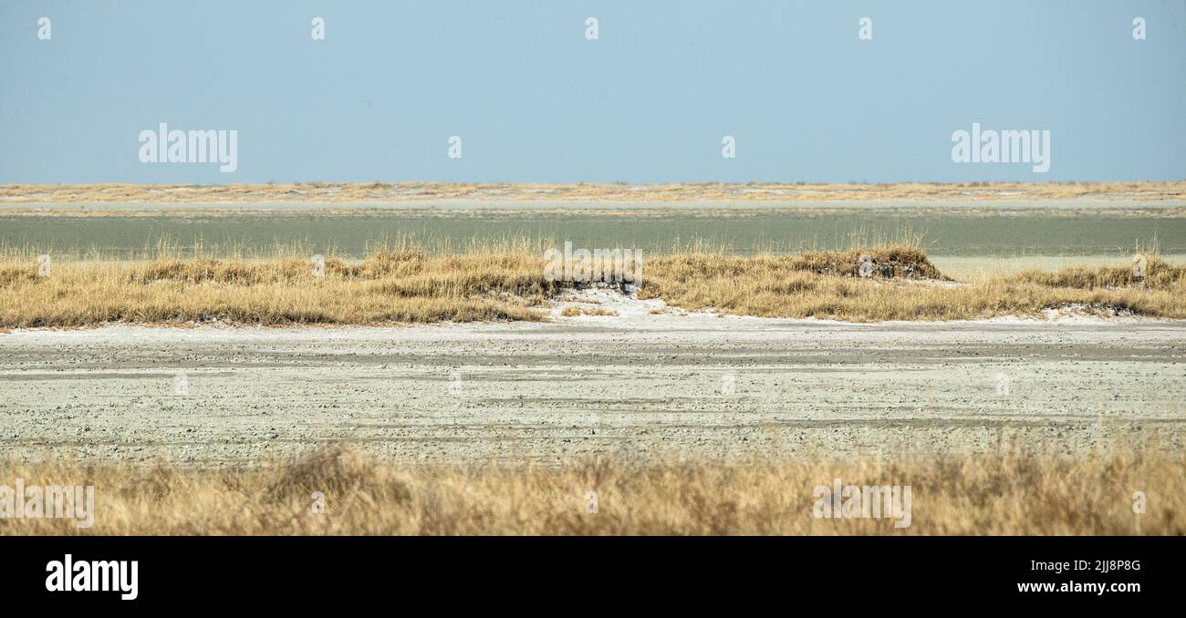 Une île dorée dans le grand Etosha Pan, un lit de lac sec, de la taille du pays de Galles, de la moitié de la taille de la Suisse. Banque D'Images Une île dorée dans le grand Etosha Pan, un lit de lac sec, de la taille du pays de Galles, de la moitié de la taille de la Suisse. Banque D'Images