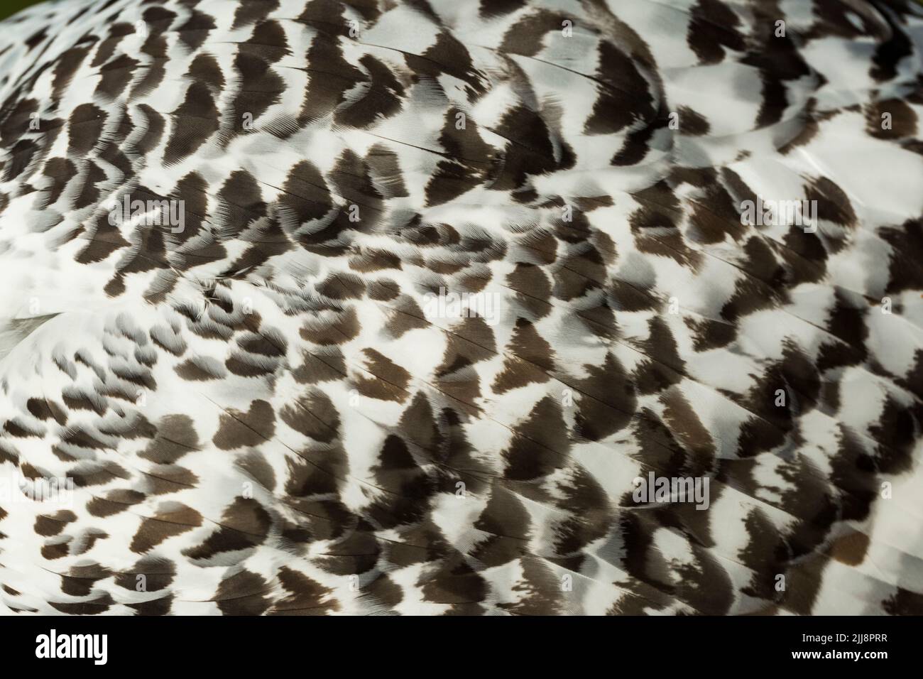 Hibou des neiges Bubo scandiacus (captif), femme, gros plan sur les plumes d'ailes, Hawk Conservancy Trust, Hampshire, Royaume-Uni, novembre Banque D'Images