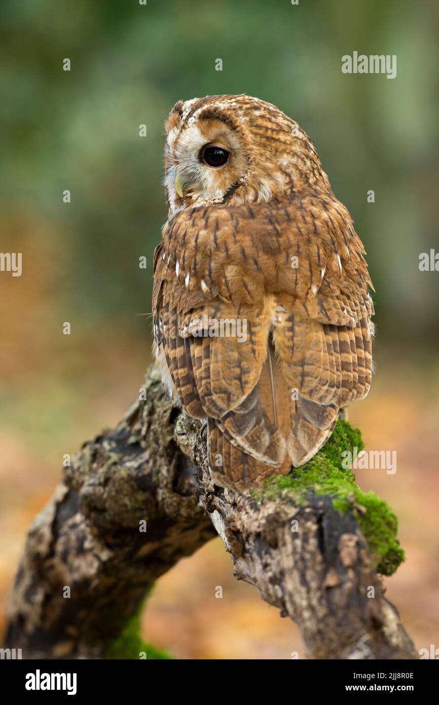 Tawny Owl Strix aluco (captif), homme adulte perché sur une branche déchue, Hawk Conservancy Trust, Hampshire, Royaume-Uni, novembre Banque D'Images