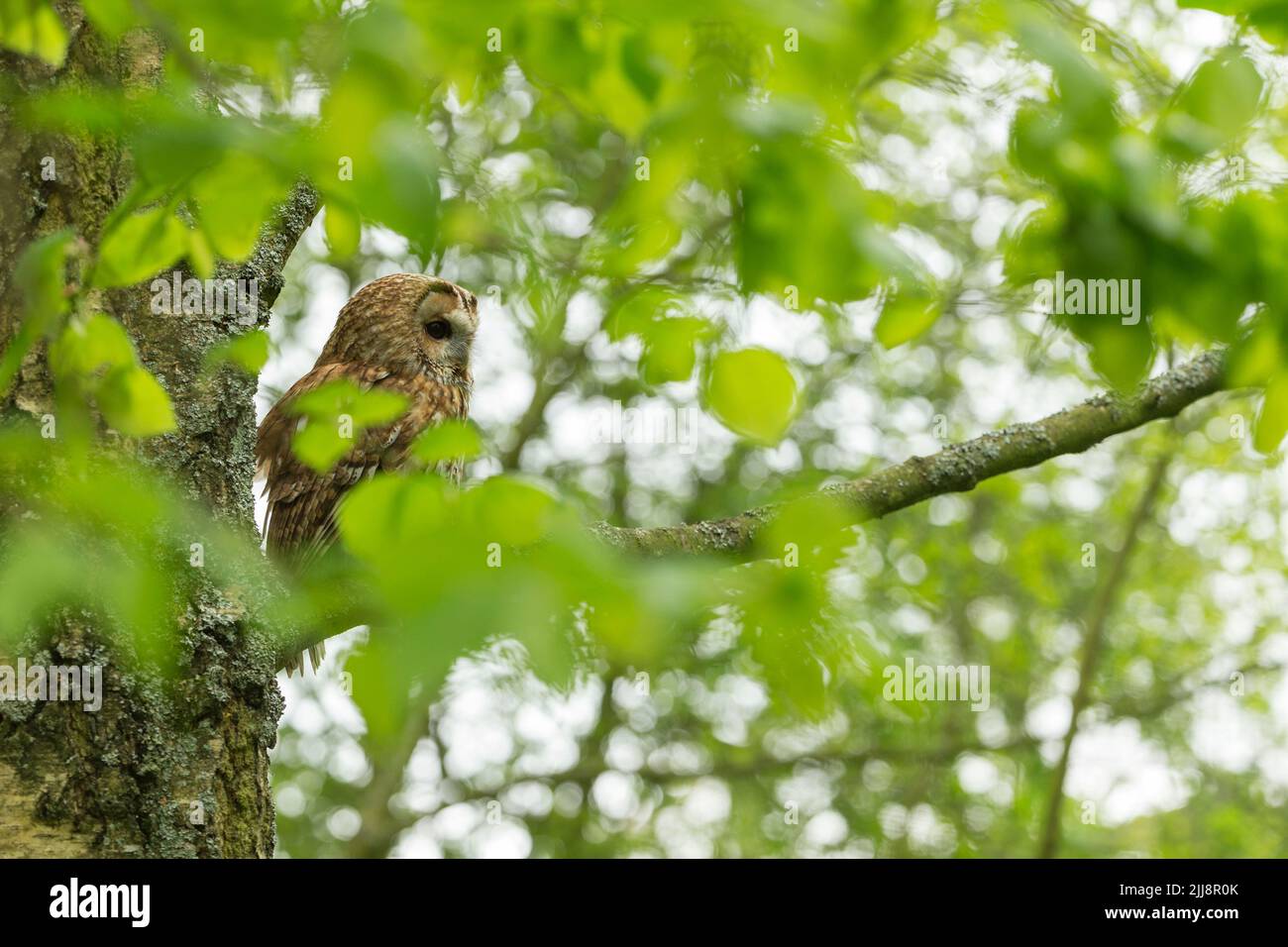Chouette hulotte Strix Aluco enr. (captive), mâle adulte, perché dans les bois, Hawk Conservancy Trust, Andover, Hampshire, UK, avril Banque D'Images