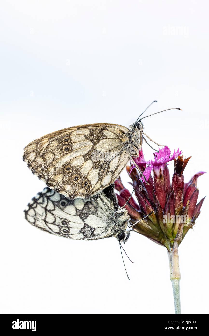 Papillon blanc marbré Banque D'Images