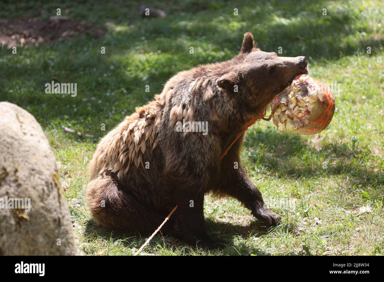 Thale, Allemagne. 24th juillet 2022. Une montagne brune travaille un bloc de glace végétale dans son enceinte pour refroidir. Ici a été invité au festival du zoo avec de nombreuses actions. Credit: Matthias Bein/dpa/Alay Live News Banque D'Images